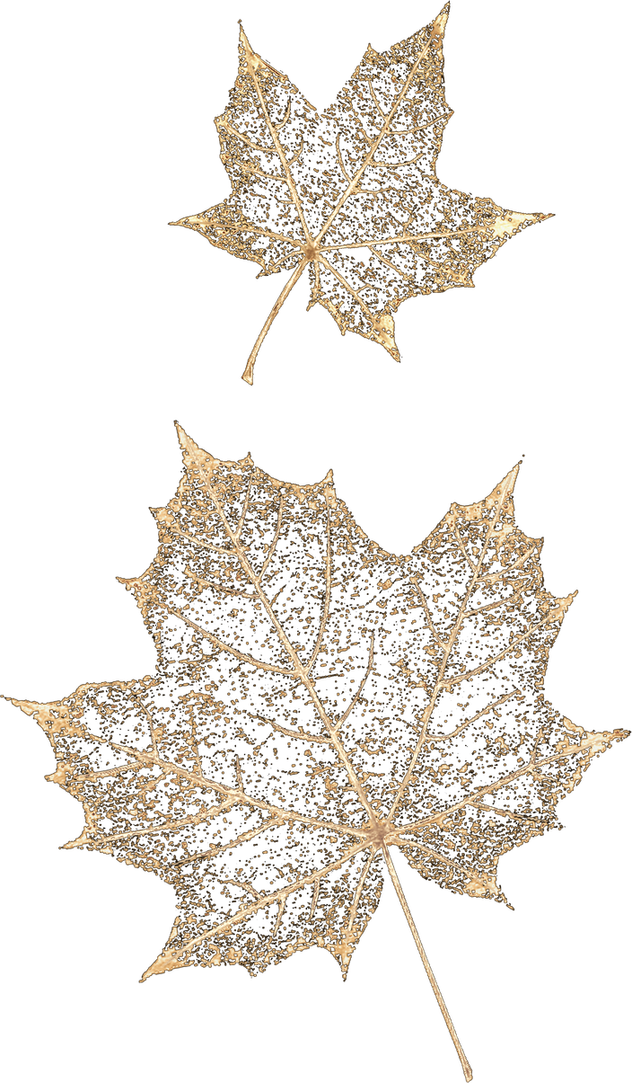 Decorative Gold Maple Leaves 